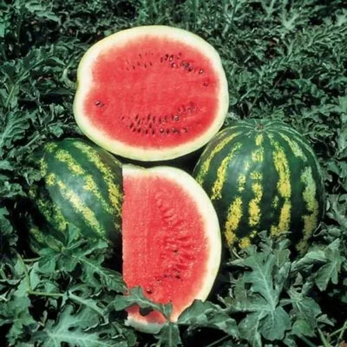 Watermelon