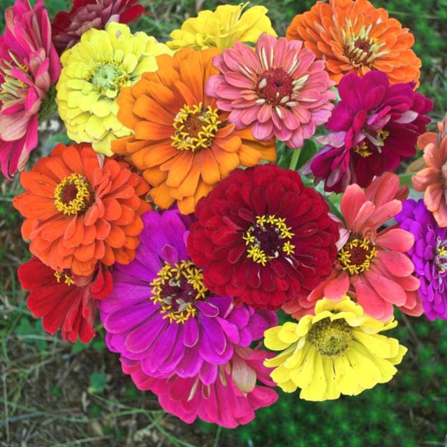 Zinnias