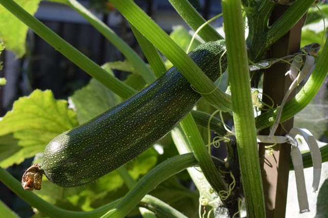 Zucchini