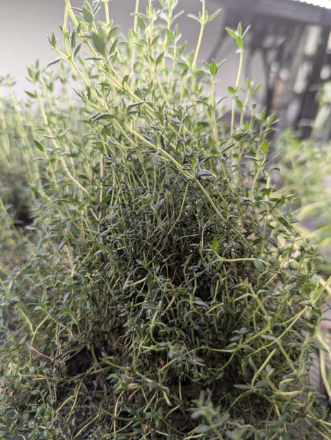 Thyme