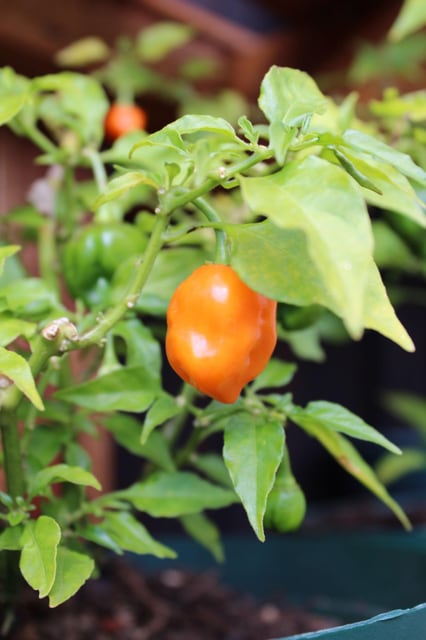 Habanero
