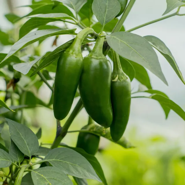 Jalapeños
